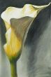 Calla.jpg