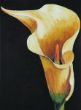 Calla II.jpg